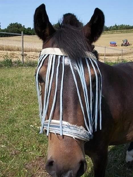 Anden særlig race Beauty - Beauty - på sommerfold billede 1