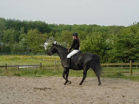 Anden særlig race Koket billede 1