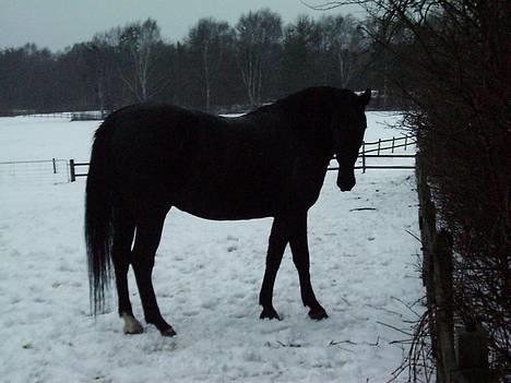 Anden særlig race Koket billede 2