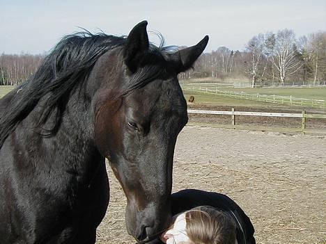 Anden særlig race Koket billede 3