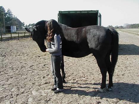 Anden særlig race Koket - lige paret til at springe i luften! billede 4
