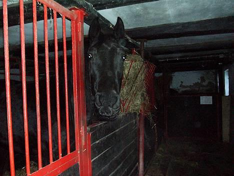 Anden særlig race Koket - hehe... billede 6