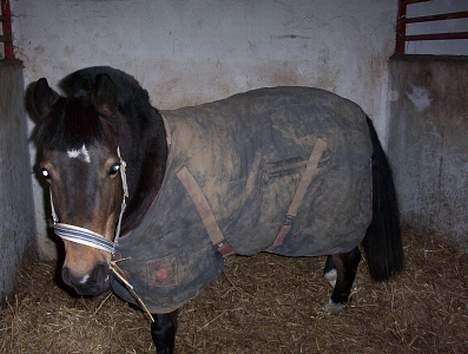 Anden særlig race Beauty - Beauty - I sin boks billede 5