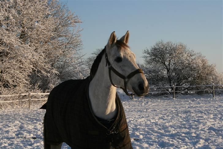 Dansk Varmblod Cantoná Skovvang *RIP* - NYT : på fold dec 2009 billede 1
