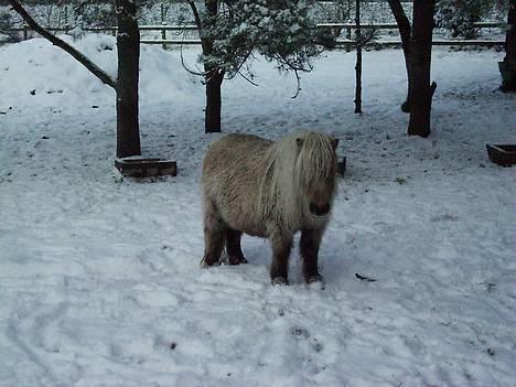Shetlænder Sunshine billede 7