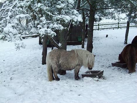 Shetlænder Sunshine - godt at få noget at spise! :D billede 8