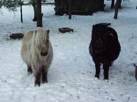 Shetlænder Sunshine billede 9