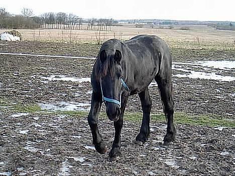 Frieser Hunter billede 1