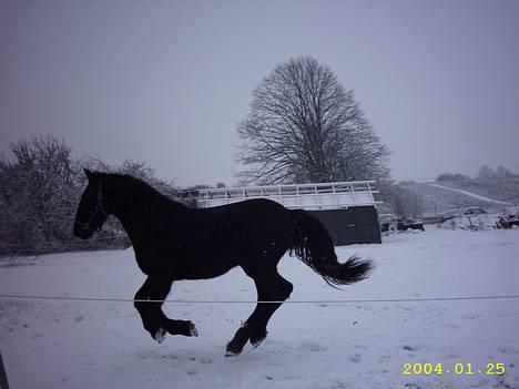 Frieser Hunter billede 2