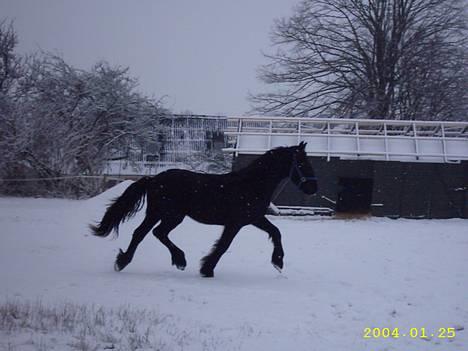 Frieser Hunter billede 3