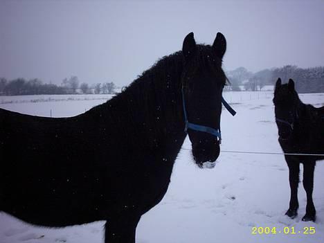 Frieser Hunter billede 4