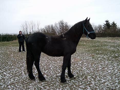 Frieser Hunter billede 5