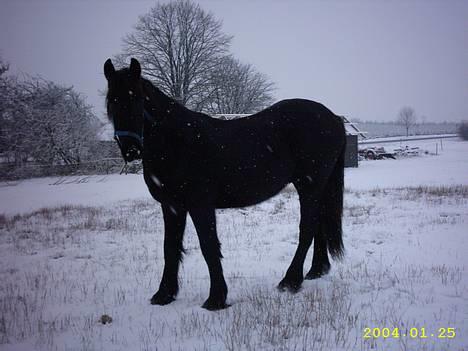 Frieser Hunter billede 6