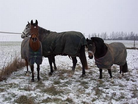 Anden særlig race Beauty - Beauty - På fold sammen med Dufaux og Jennifer billede 6