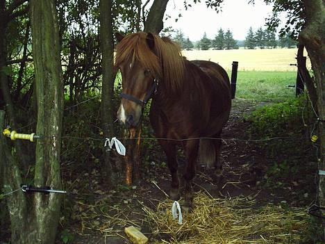 Islænder Neisti fra Essendrup død - han står og kigge på vores føl i den anden indhegning  billede 1