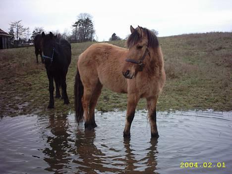 Anden særlig race Freja billede 9