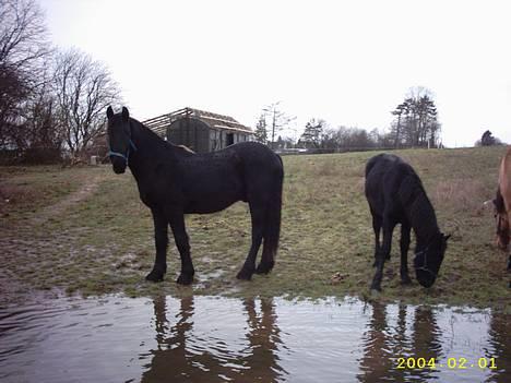 Frieser Hunter billede 7