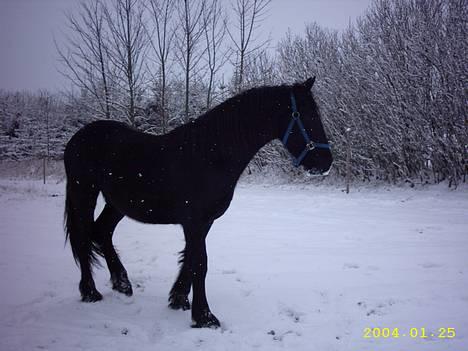 Frieser Hunter billede 8