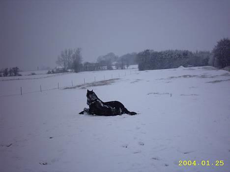 Frieser Hunter billede 9