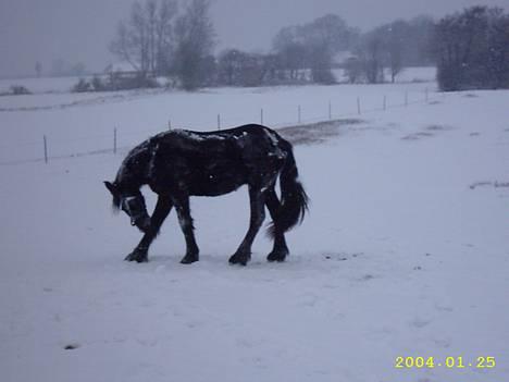 Frieser Hunter billede 10