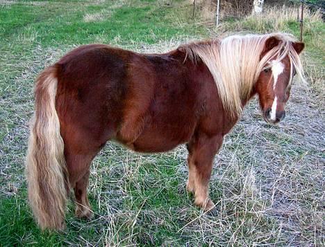 Shetlænder Gizmo - Gizmo viser sig frem i Vinterpels ;) billede 1