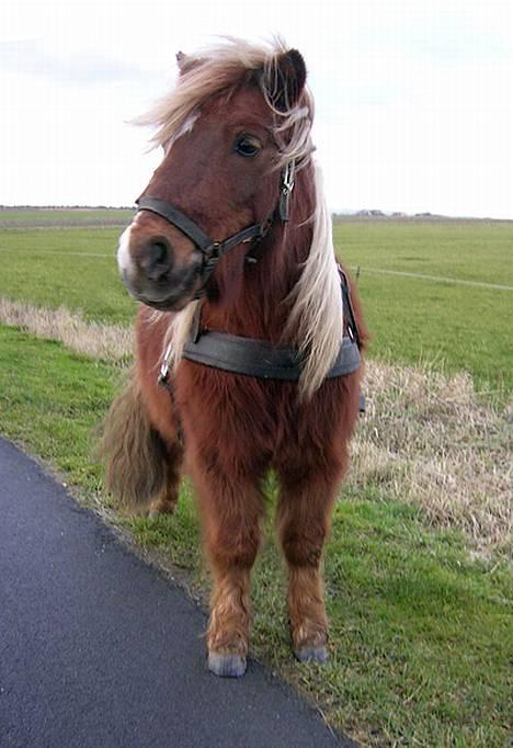 Shetlænder Gizmo - Gizmo på tur :D billede 2