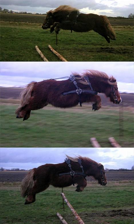 Shetlænder Gizmo - Tjah.. Han ELSKER at springe.. springer selv alt hvad han kan finde og han NYDER det ;) billede 3