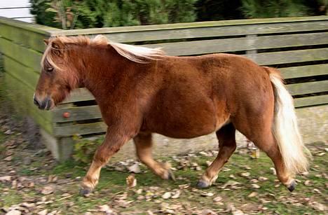 Shetlænder Gizmo - Fri trav efter en ordentlig omgang med børsten :D billede 4