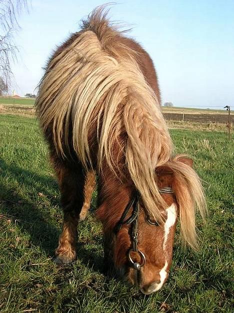Shetlænder Gizmo - Gizmo der løsspringer billede 5