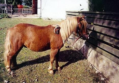 Shetlænder Gizmo - Gizmo sommerpels billede 6