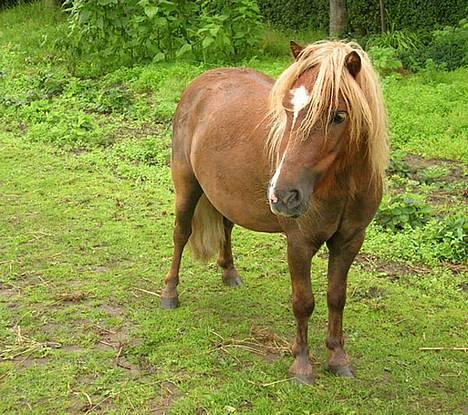 Shetlænder Gizmo - *NYT* Gizmo står og gør sig til ;) *er jeg ikke bare smuk moar ?? * :-P billede 9