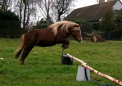 Shetlænder Gizmo - Løsspringning igen :D billede 10