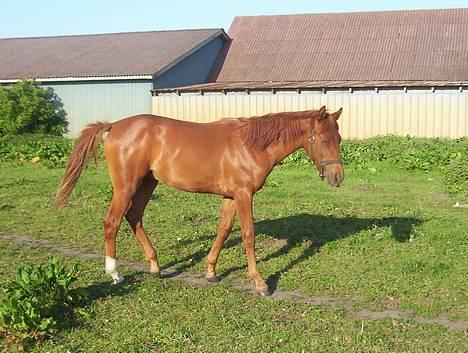 Sportsaraber (A) Sheik  billede 2