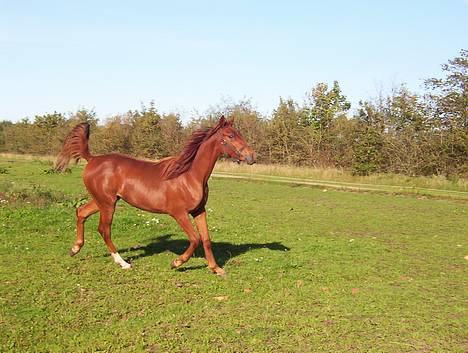 Sportsaraber (A) Sheik  - en lille galop billede 5