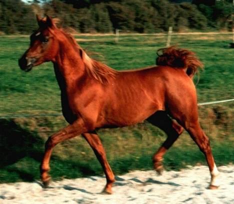 Sportsaraber (A) Sheik  - Her er faderen (Marcon OX) til min lille prins... billede 7