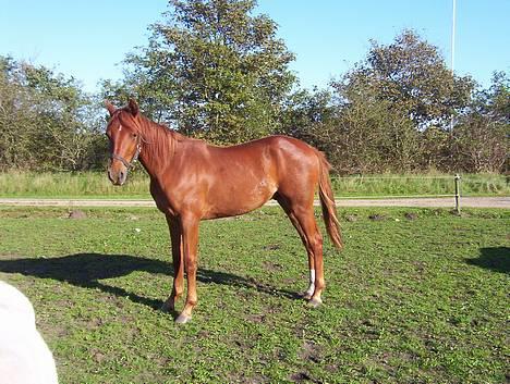 Sportsaraber (A) Sheik  billede 6
