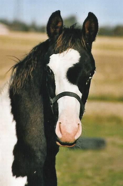 Pinto Marott's Bugatti - Bugatti i 2003 billede 5