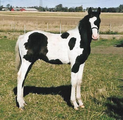 Pinto Marott's Bugatti - Bugatti i 2003 billede 6