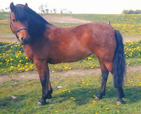 Gotlandsruss Daisy *RIP* :´o( - den dejligste pony på denne jord!!! billede 2