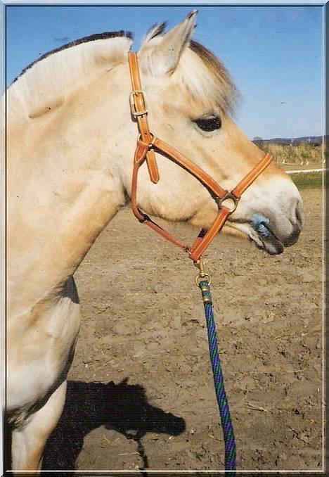 Fjordhest MUNKHAVENS CILLA - er hun ikke bare den kønneste lille guldklump...! billede 3