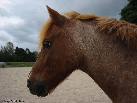 Anden særlig race Rasmus billede 3