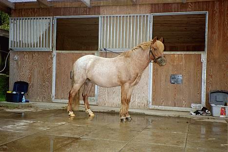 Anden særlig race Rasmus - Her er den reneste og mest nypudsede version af mig I nogensinde kommer til at se :-) billede 4