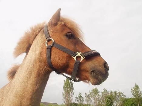 Anden særlig race Rasmus - Hey, hvad sker der derovre...? billede 5