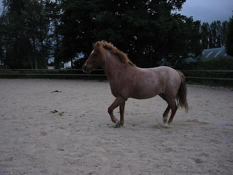Anden særlig race Rasmus - Ku´ jeg nøjes med at trave..? billede 7