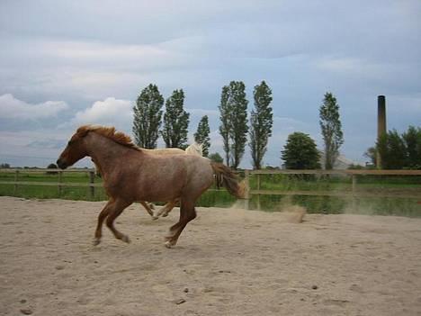 Anden særlig race Rasmus - Hvad i.... Hva´ skal ham den lyse nu med på billedet for? Jeg løber fra ham, Ha-ha billede 8