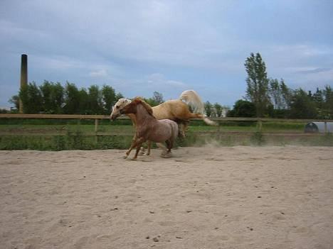 Anden særlig race Rasmus - Ut af min Kiosk, UT billede 9