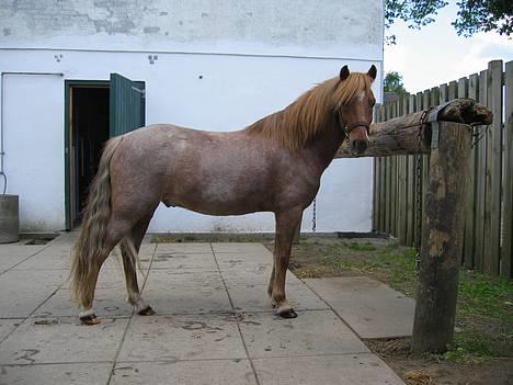 Anden særlig race Rasmus - Striglebommen er faktisk MEGET høj... Så jeg KUNNE godt ligne en STOR hest :-) billede 10
