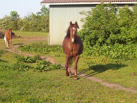 Anden særlig race Malou - her kommer så for fuld drøn billede 8