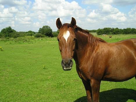 Anden særlig race Bonnie - hej.. er det mig du tager billeder af?? billede 2