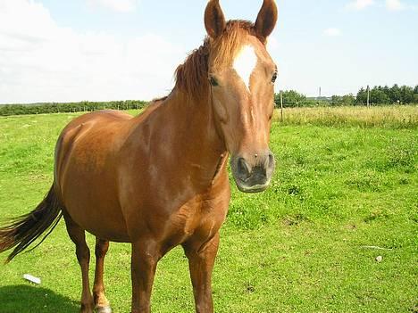 Anden særlig race Bonnie - en glad Bonnie billede 3